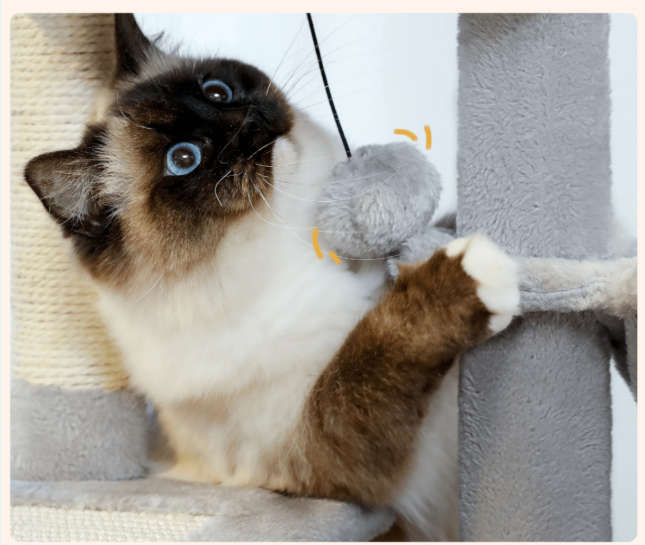 Arbre Ă  chat maine coon - gris - jeux - panier - Boutique Chat l'Heureux