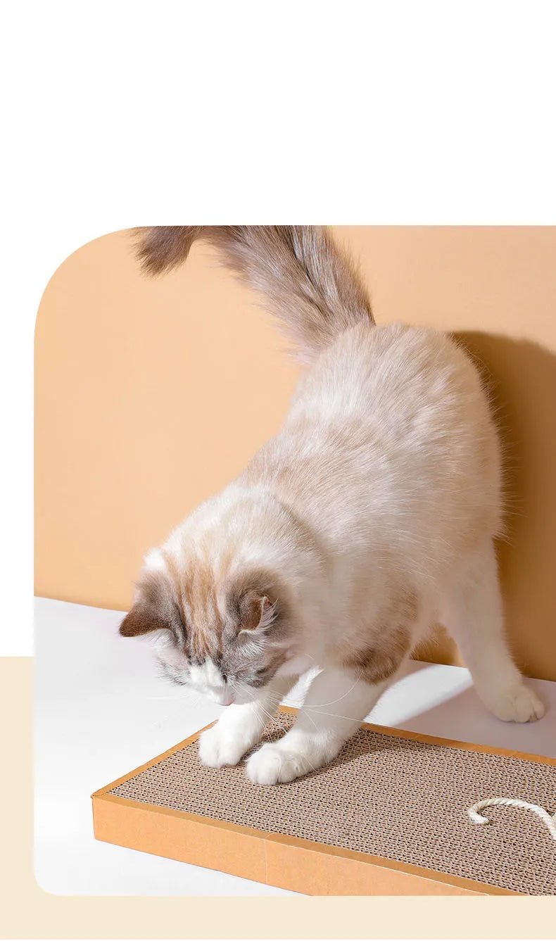 Griffoir pour chat et chaton également
