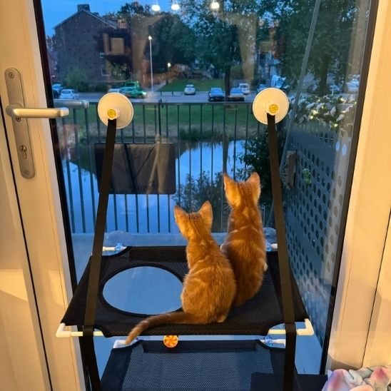 Hamac pour chat fenĂȘtre avec ventouse pour une surveillance