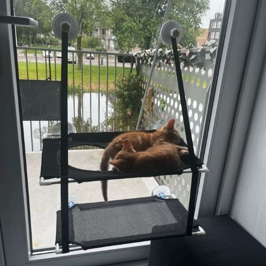 Hamac pour chat fenĂȘtre avec ventouses
