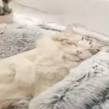 Maison pour chat avec couette en peluche argent et moelleux