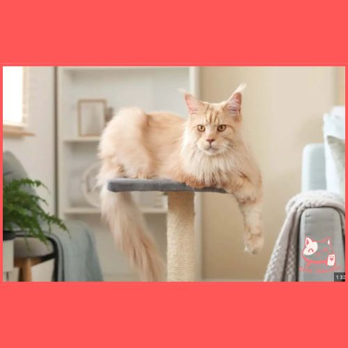Quel arbre à chat pour rendre son Maine coon heureux - Boutique Chat l'Heureux