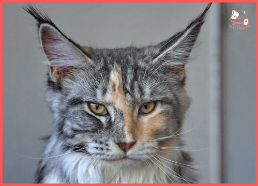 LE Maine Coon - Boutique Chat l'Heureux