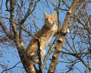 Arbre a chat : un allié essentiel pour la santé physique et mentale de votre félin - Boutique Chat l'Heureux
