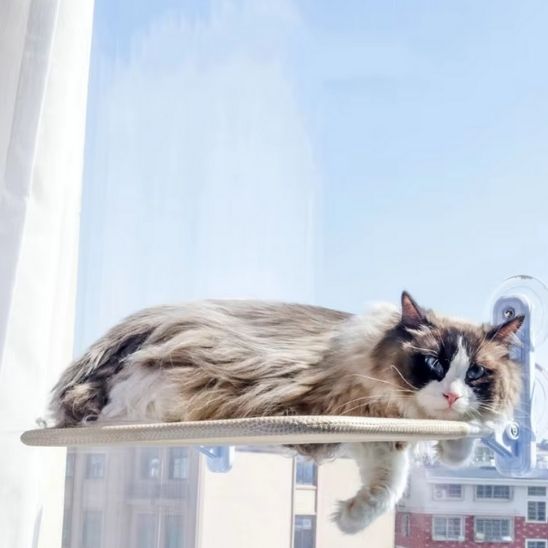 Hamac pour chat fenêtre double ventouses beige pour relaxation