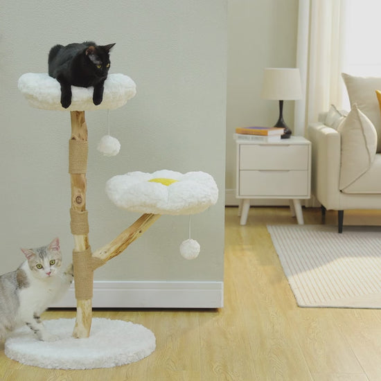 VIDÉO-Arbre a chat fleuri naturel style marguerite