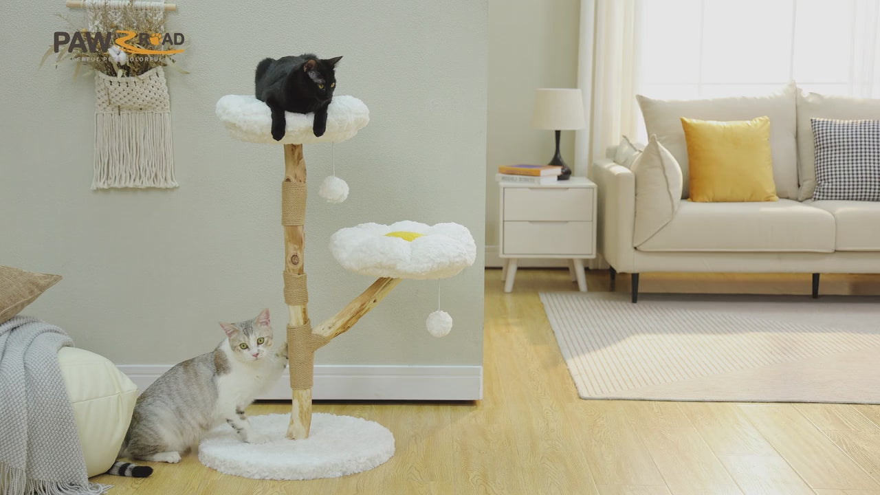 VIDÉO-Arbre a chat fleuri naturel style marguerite