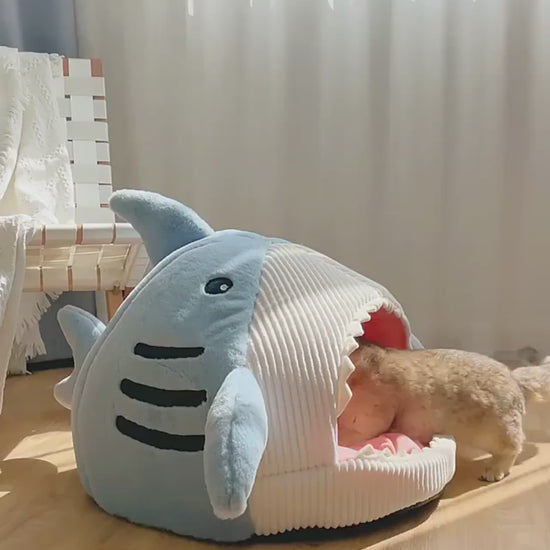 Maison pour chat requin video