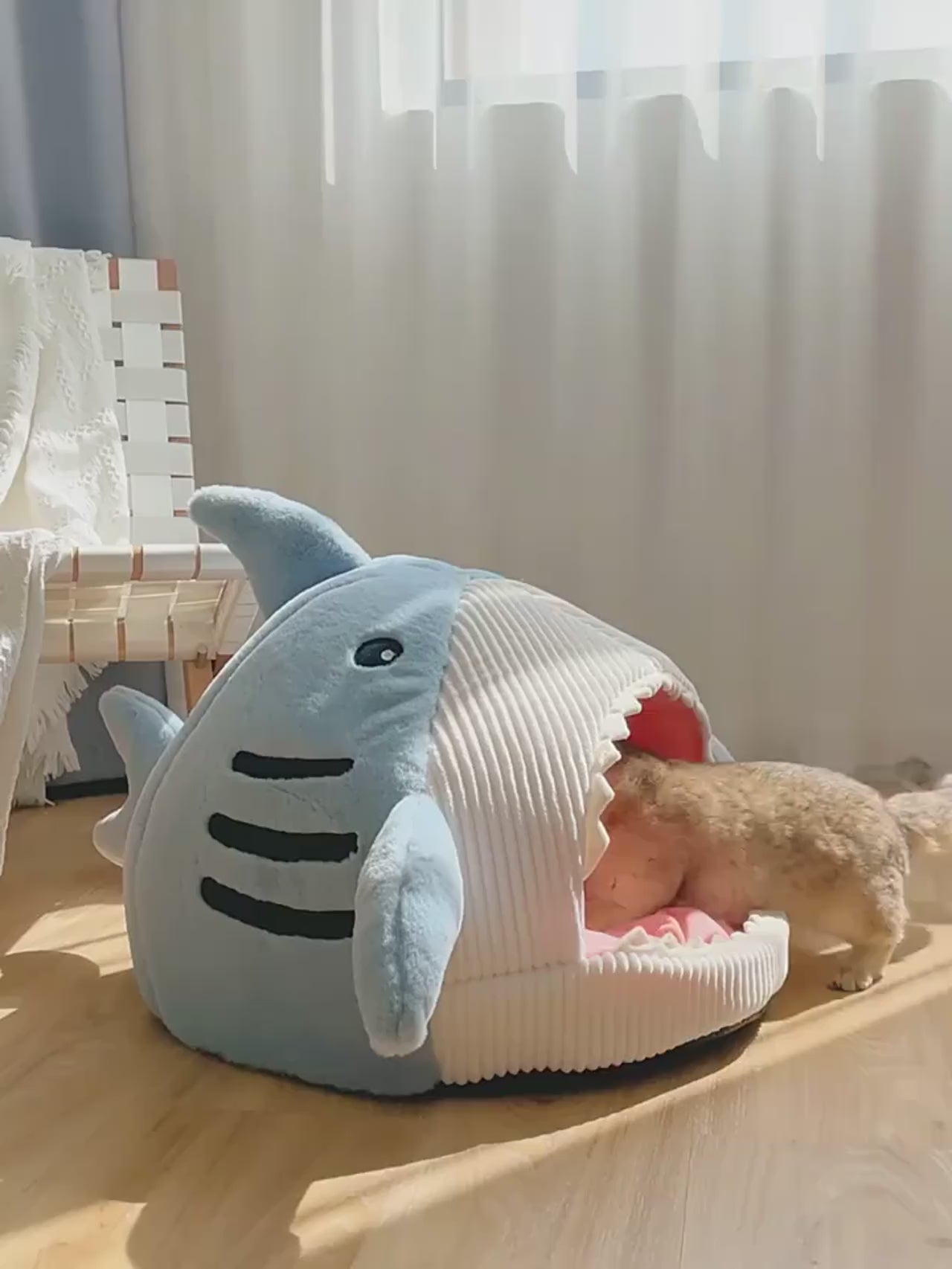 Maison pour chat requin video